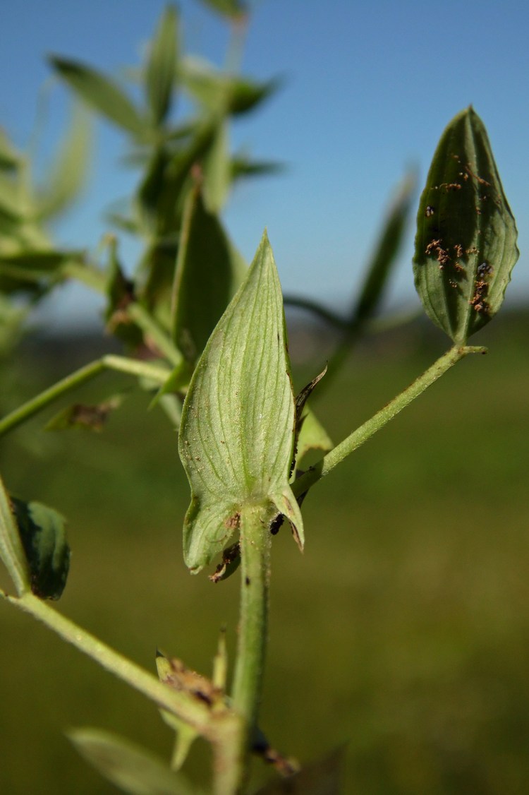 Изображение особи Lathyrus pratensis.