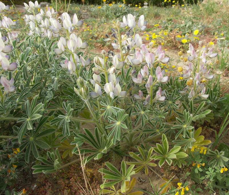 Image of Lupinus palaestinus specimen.