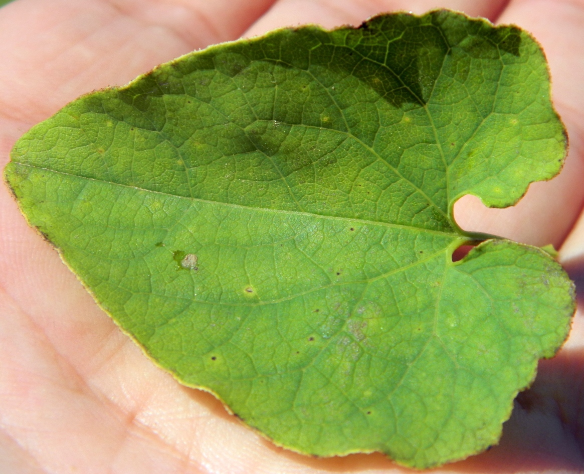 Image of Aristolochia clematitis specimen.