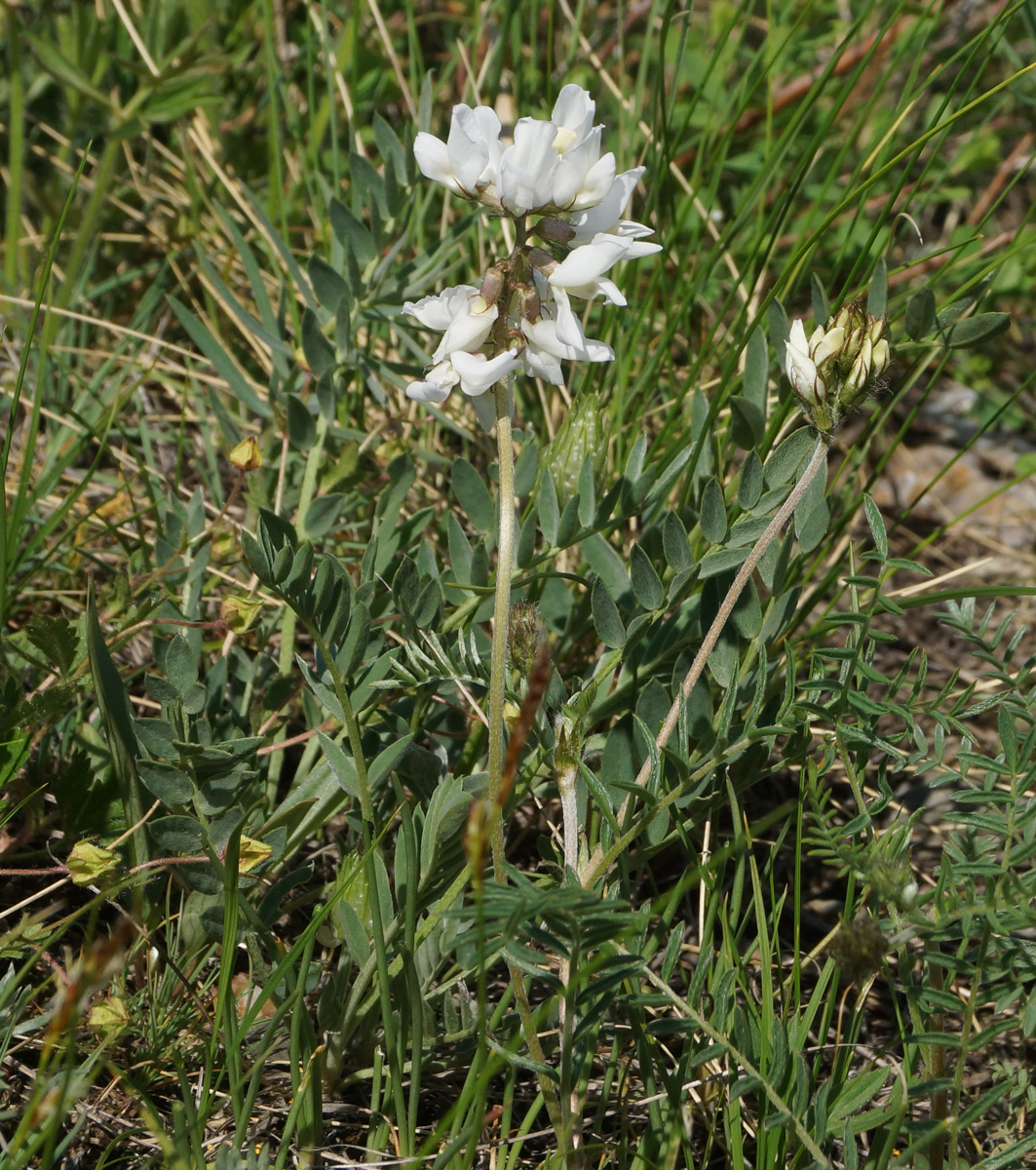 Image of Oxytropis teres specimen.