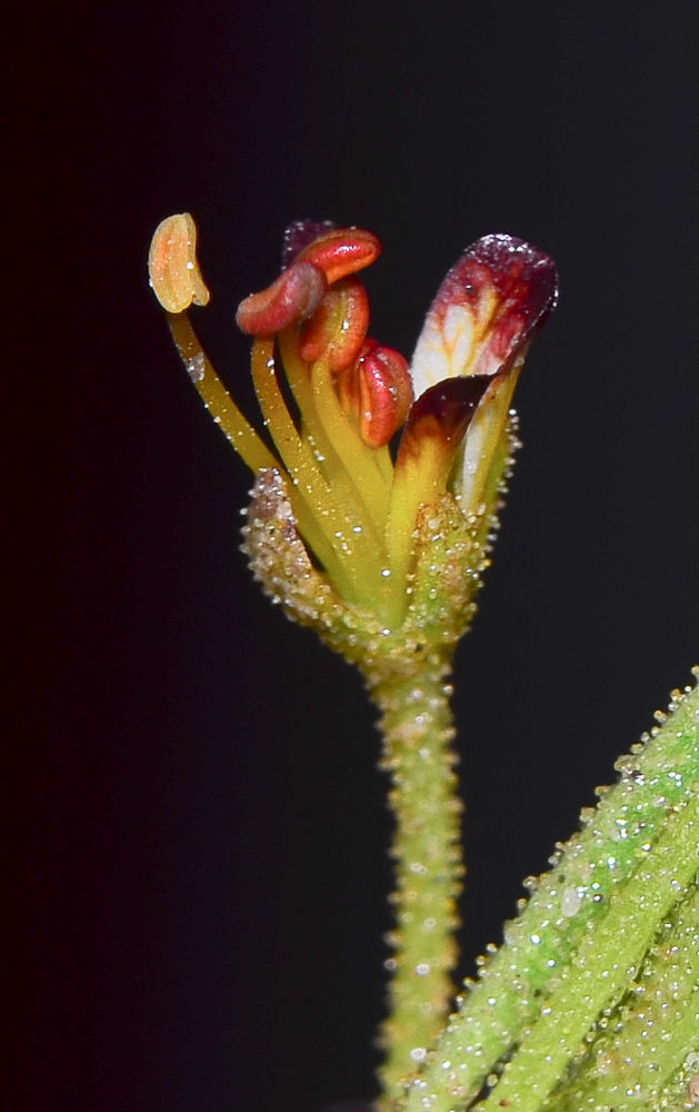 Image of Cleome amblyocarpa specimen.