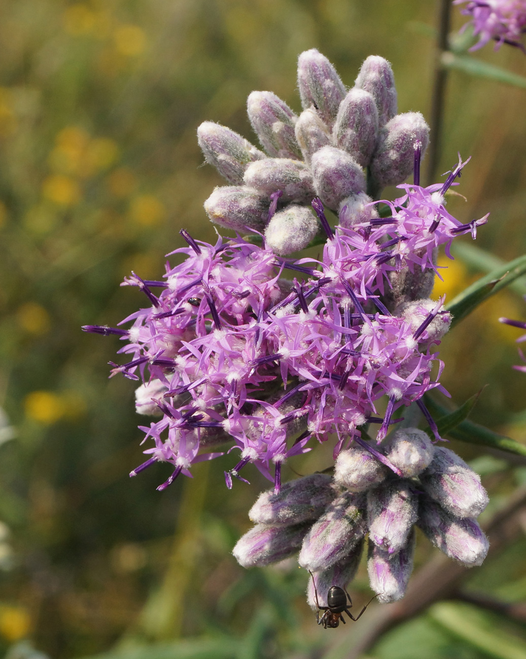 Image of Saussurea elata specimen.