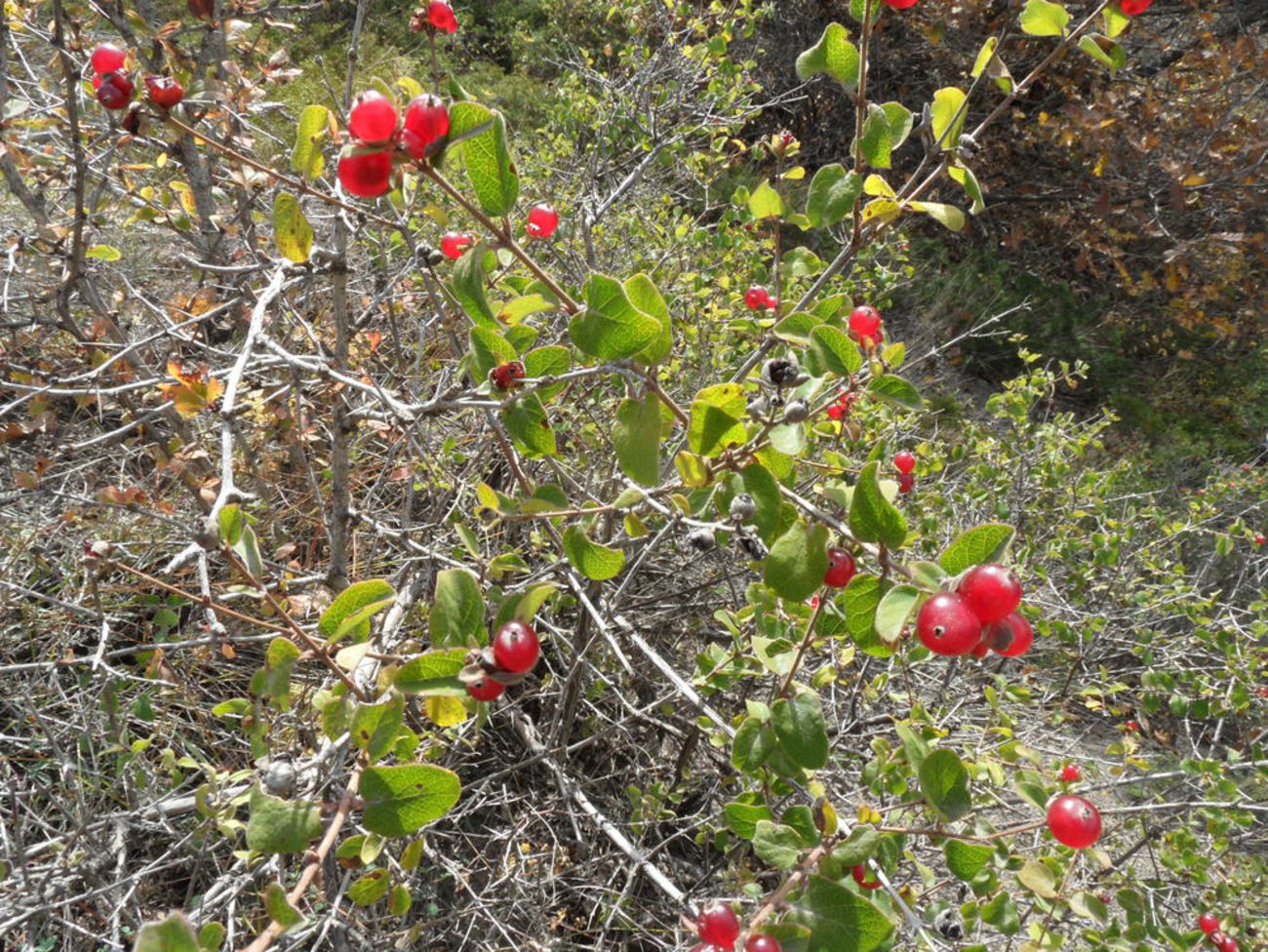 Image of Lonicera iberica specimen.