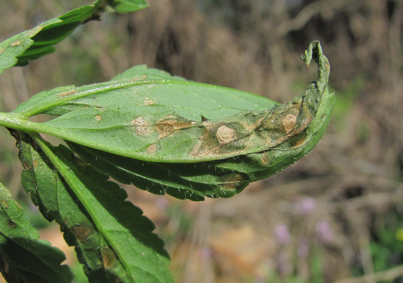 Image of Cardamine quinquefolia specimen.