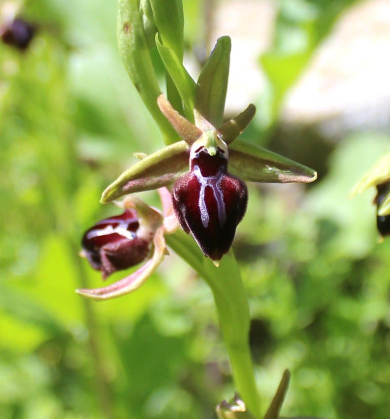 Изображение особи Ophrys mammosa.