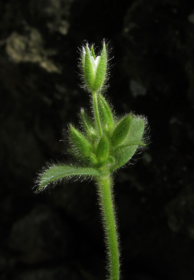 Image of Cerastium brachypetalum ssp. tauricum specimen.