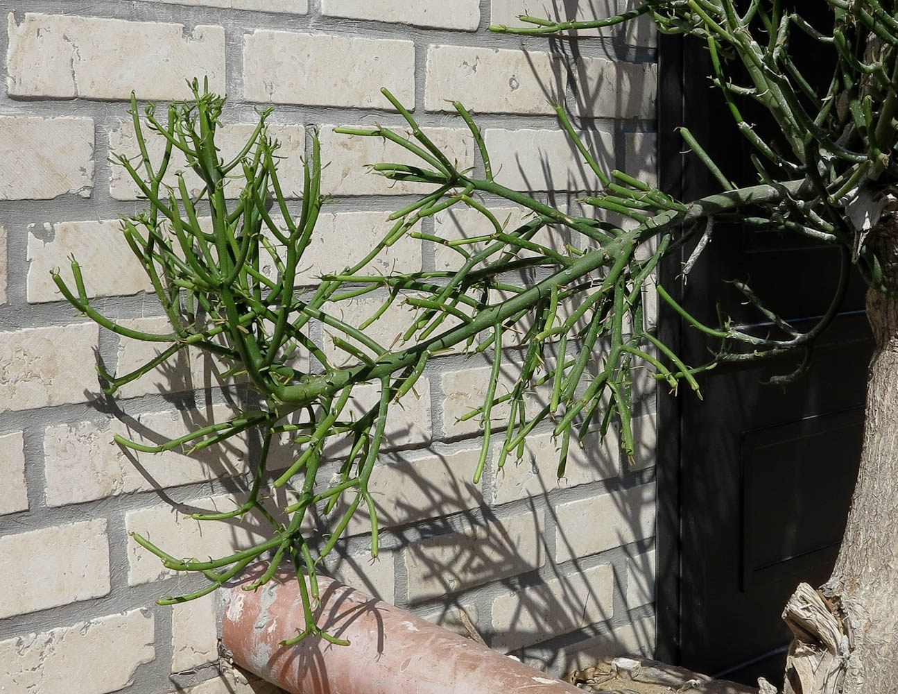 Image of Euphorbia tirucalli specimen.