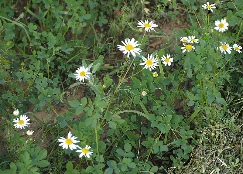 Изображение особи Tripleurospermum inodorum.