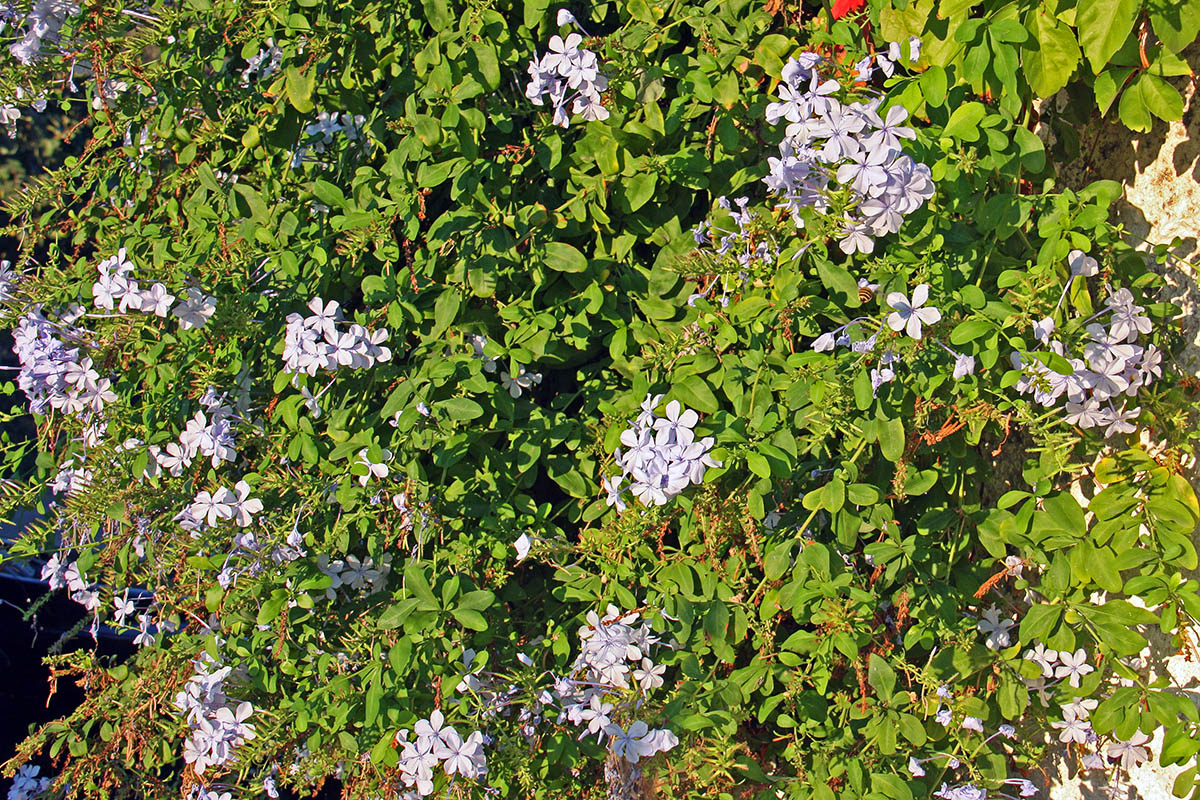 Image of Plumbago auriculata specimen.