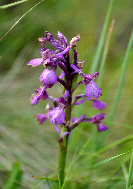 Image of Anacamptis morio ssp. caucasica specimen.