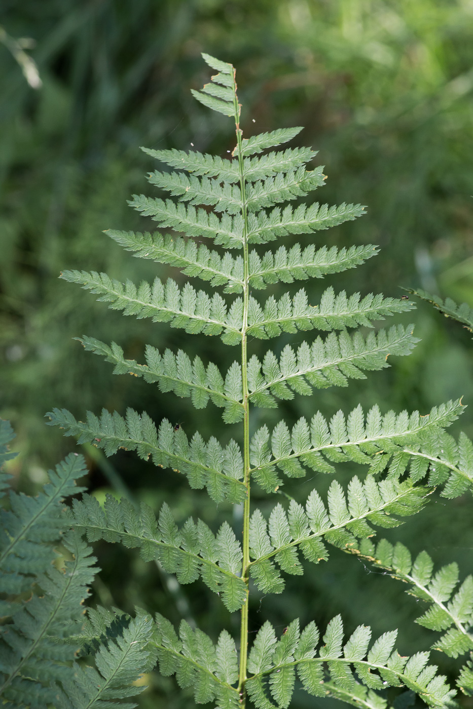 Image of Dryopteris carthusiana specimen.