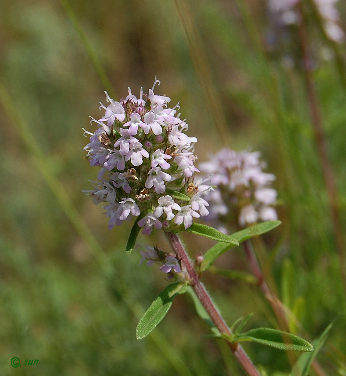 Изображение особи Thymus marschallianus.