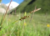 genus Carex