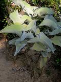 Kalanchoe beharensis