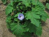 Nicandra physalodes