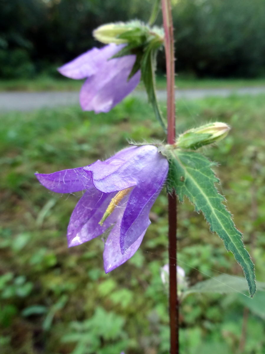 Image of Campanula trachelium specimen.