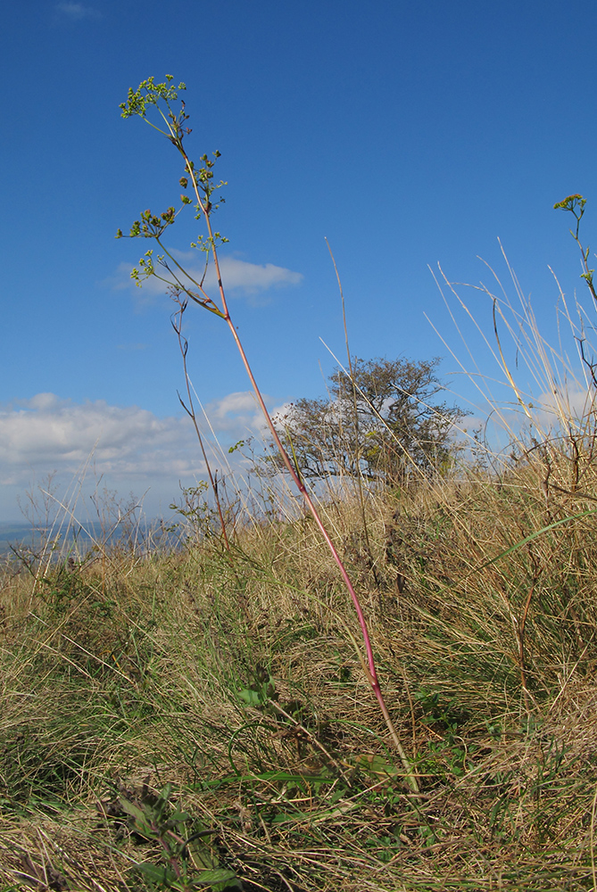 Изображение особи Peucedanum tauricum.