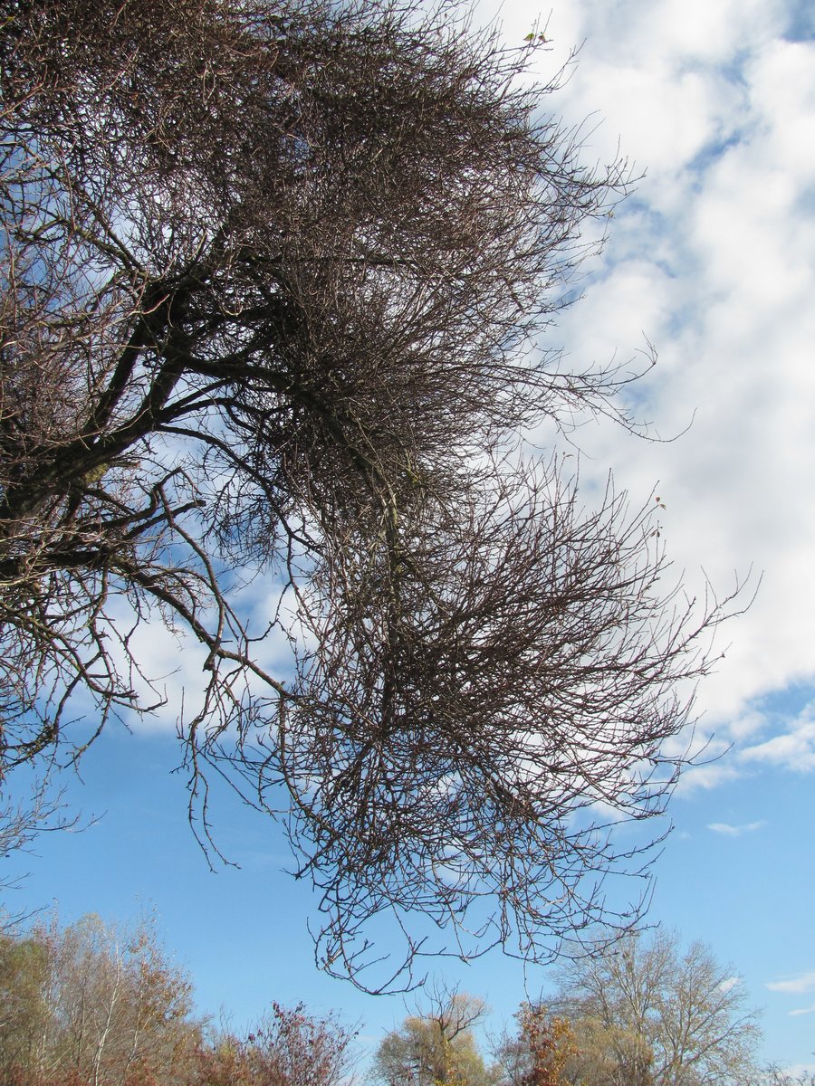 Image of Prunus cerasifera specimen.