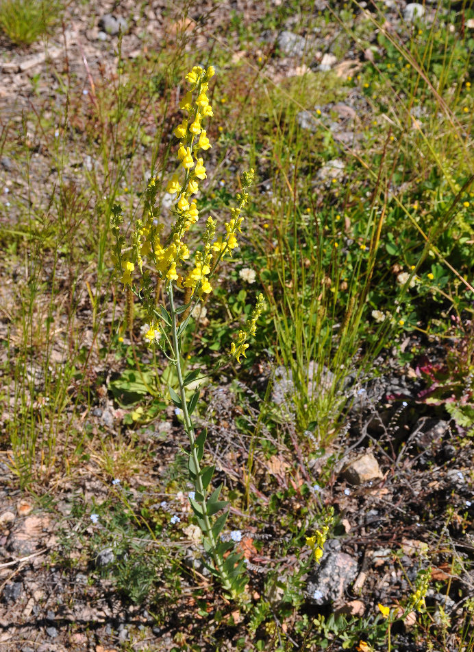 Image of Linaria genistifolia specimen.