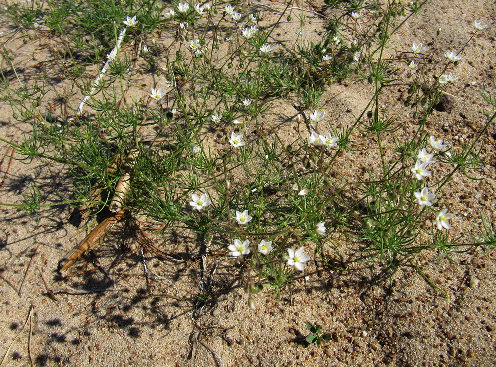 Image of Spergula arvensis specimen.