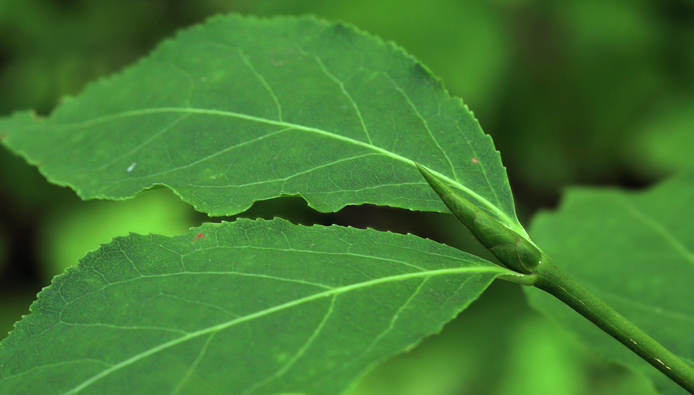 Image of Euonymus miniatus specimen.