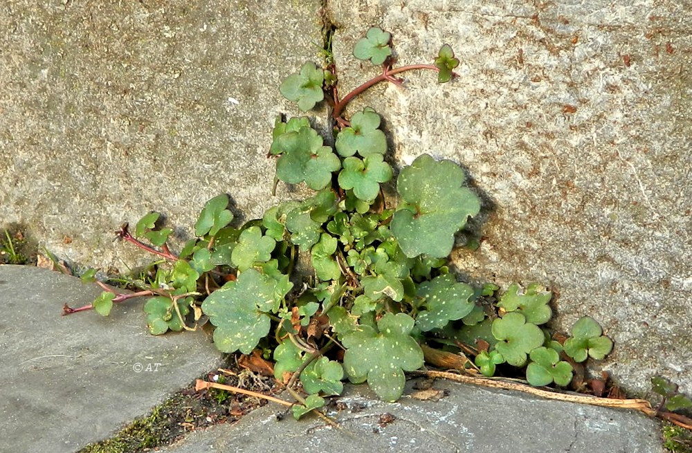 Изображение особи Cymbalaria muralis.