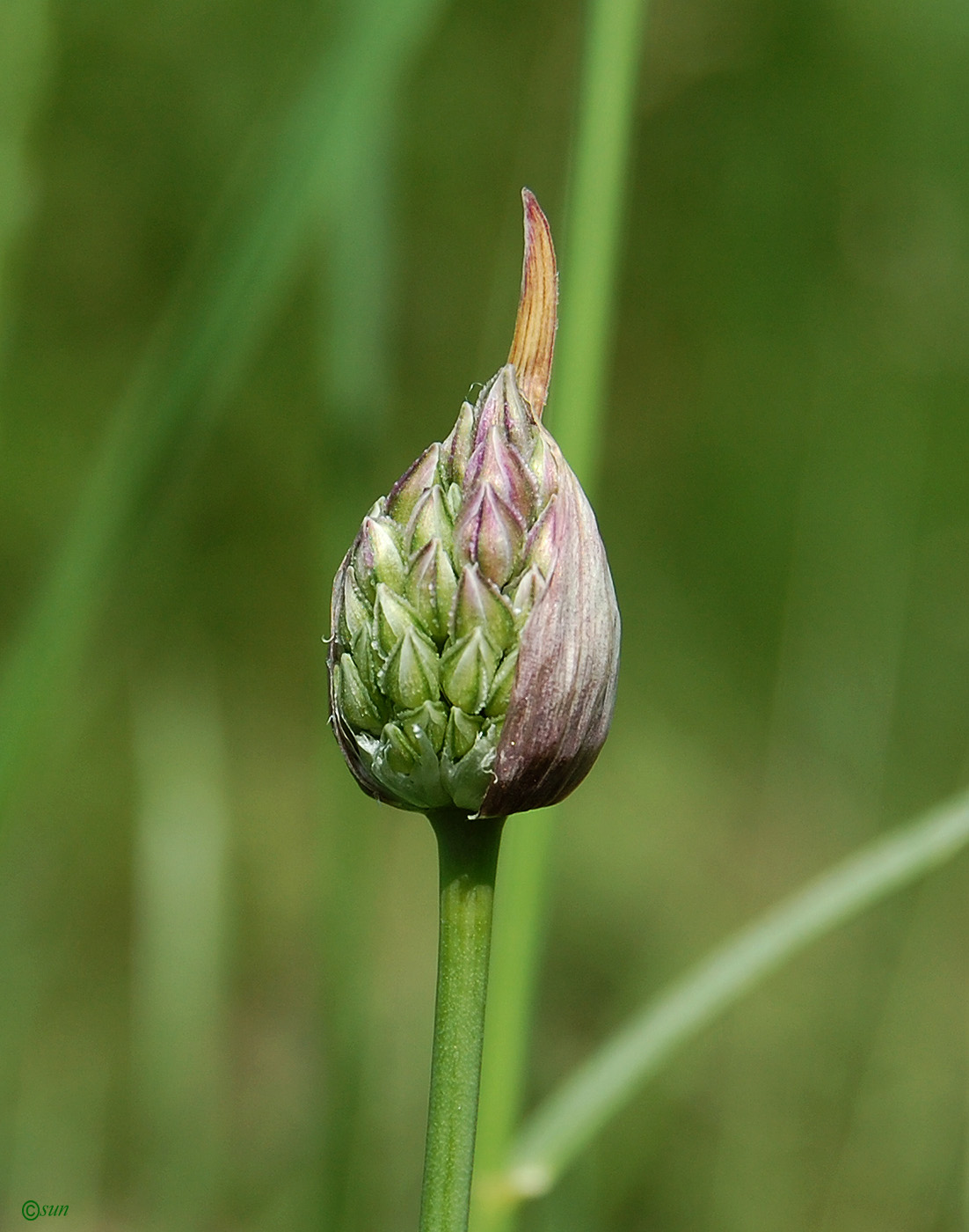 Изображение особи Allium rotundum.