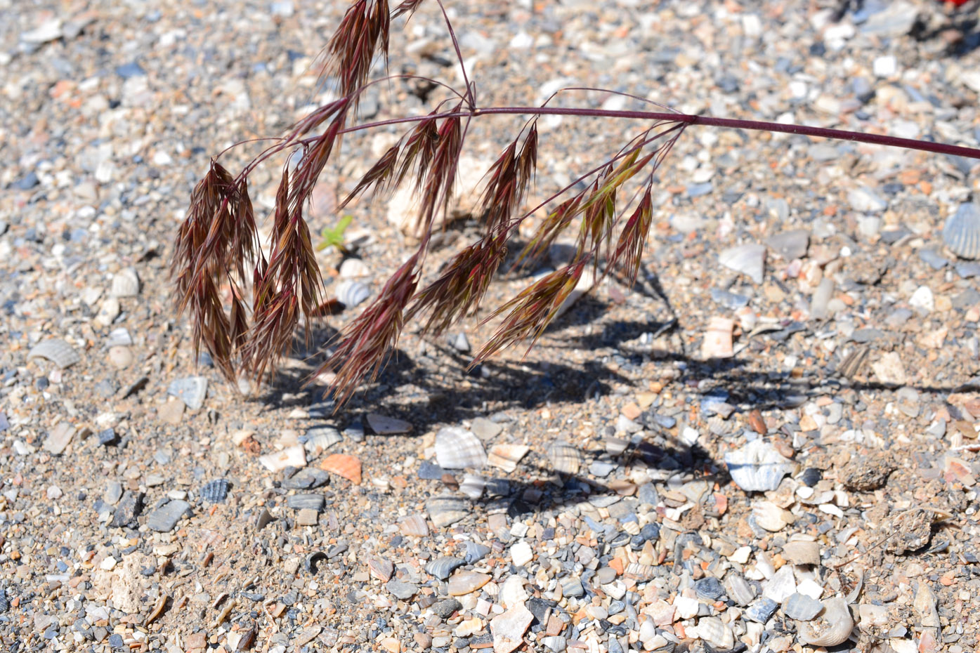 Image of Anisantha tectorum specimen.