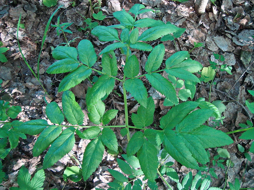 Изображение особи Angelica sylvestris.