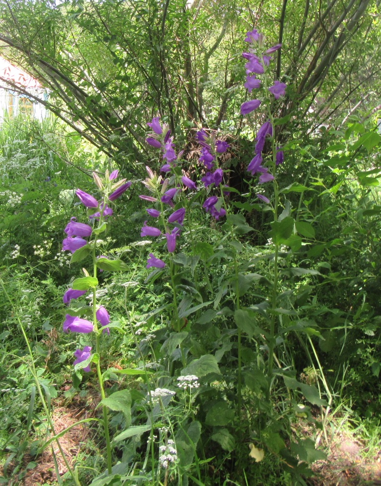 Изображение особи Campanula latifolia.