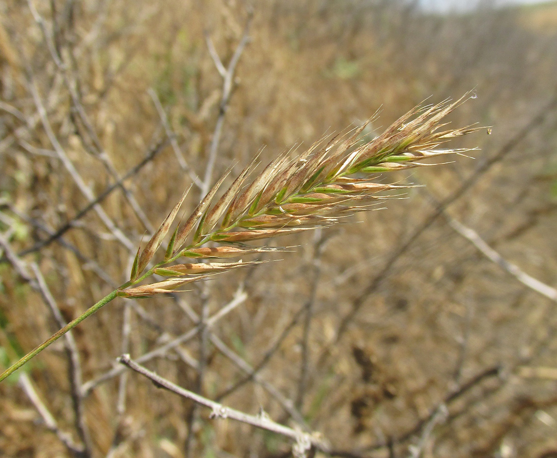 Image of Agropyron pectinatum specimen.