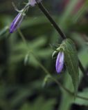 Campanula rapunculoides. Часть побега с бутонами. Пермский край, г. Пермь, Кировский р-н, травянистый газон у административного здания. 14.07.2017.