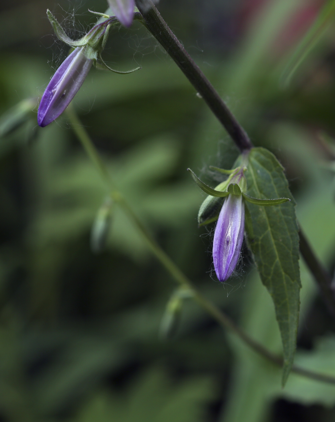 Изображение особи Campanula rapunculoides.