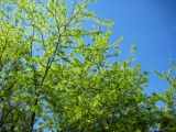 Maclura pomifera. Крона растения. Волгоград, парк санатория \"Волгоград\". 11.05.2013.