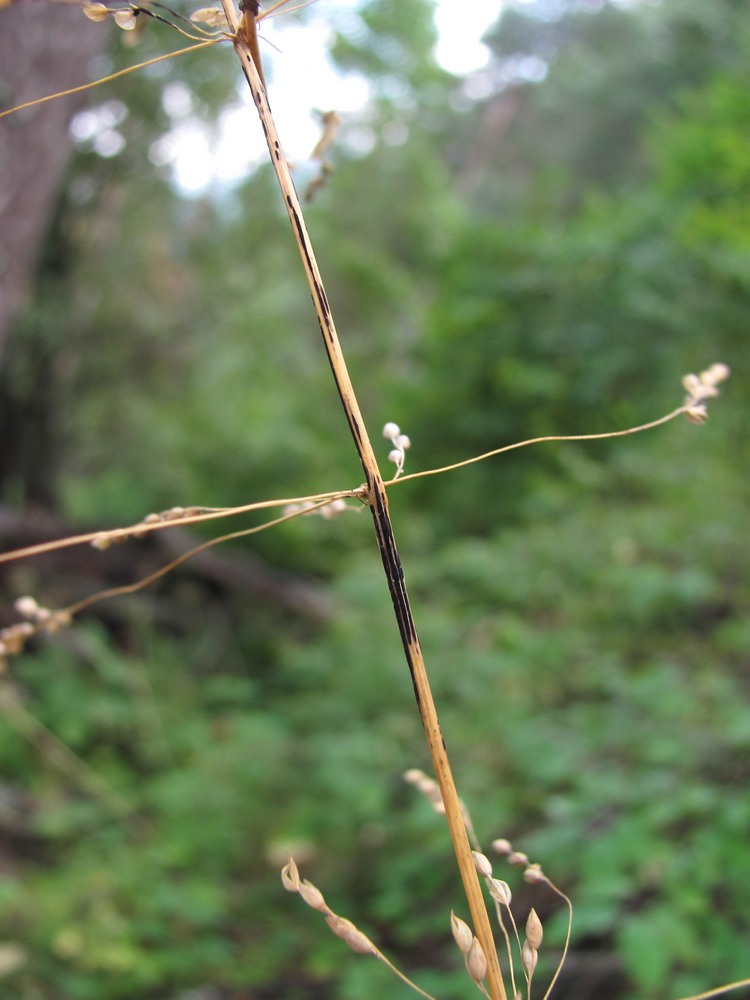 Image of Milium effusum specimen.