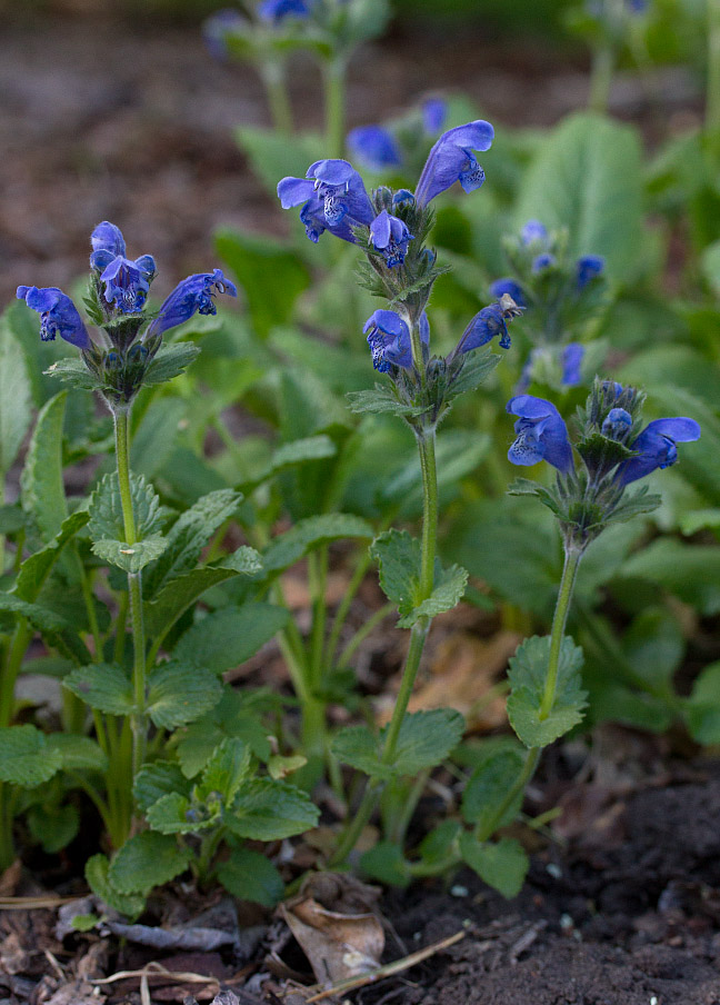 Изображение особи Dracocephalum grandiflorum.