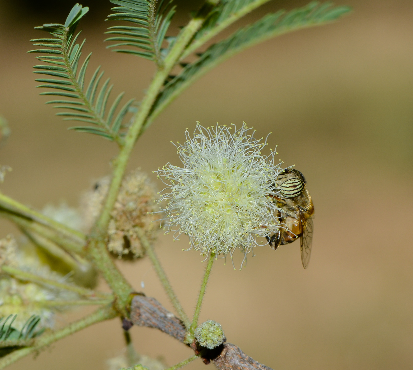 Image of Lysiloma watsonii specimen.