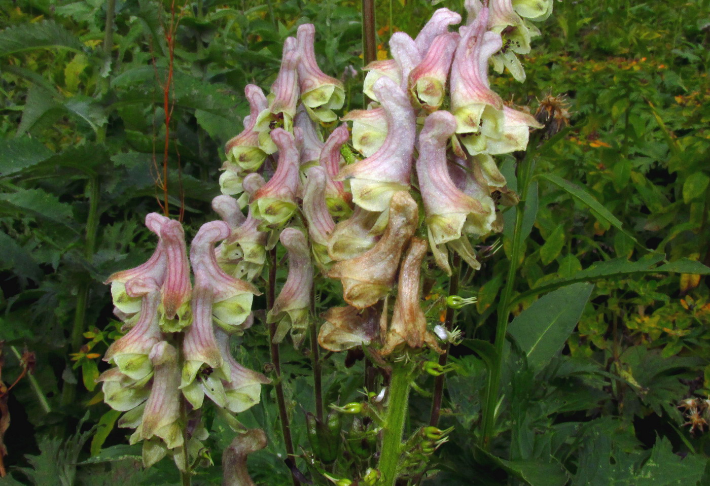 Image of genus Aconitum specimen.