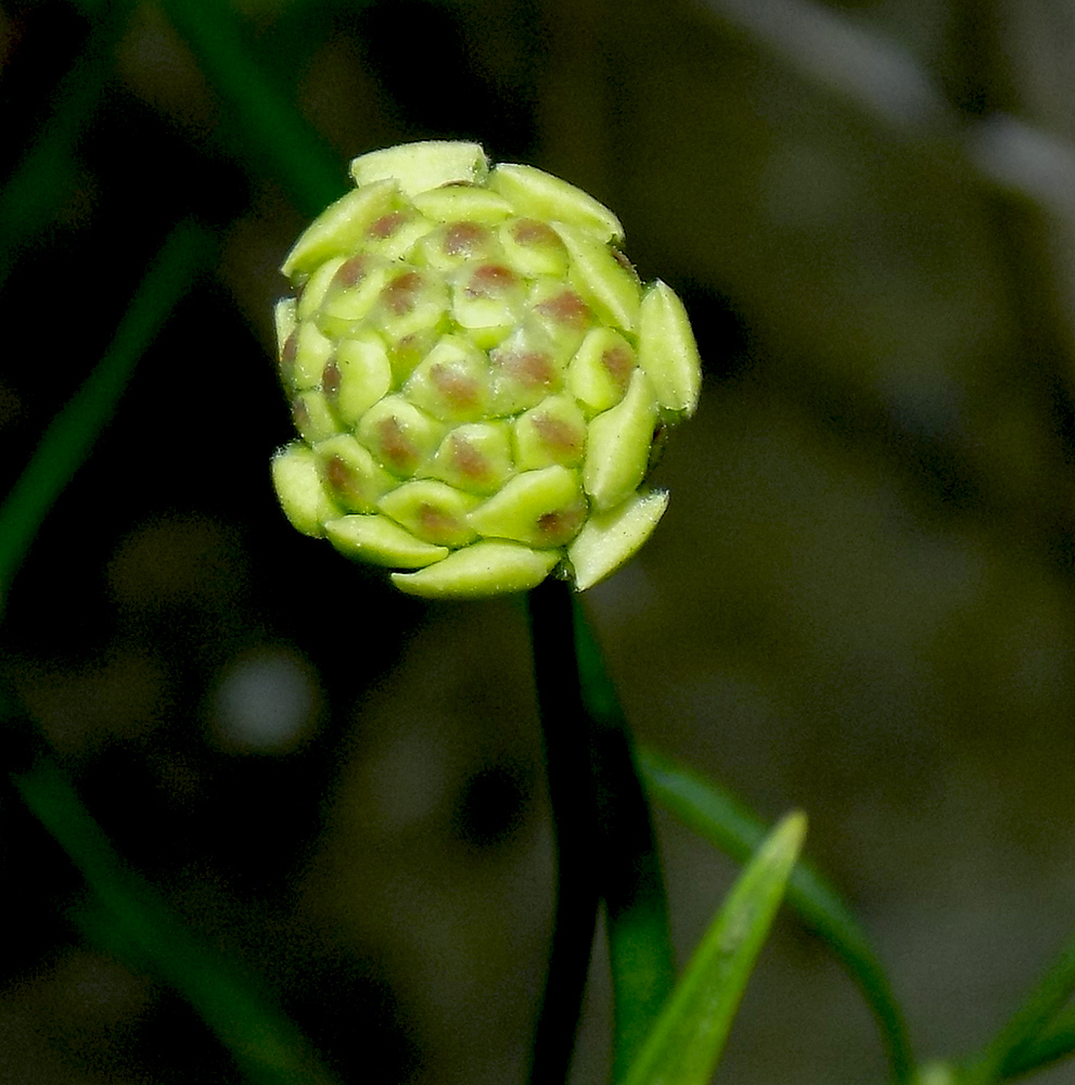 Изображение особи Cephalaria coriacea.