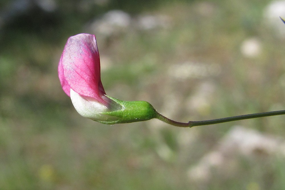 Image of Lathyrus nissolia specimen.