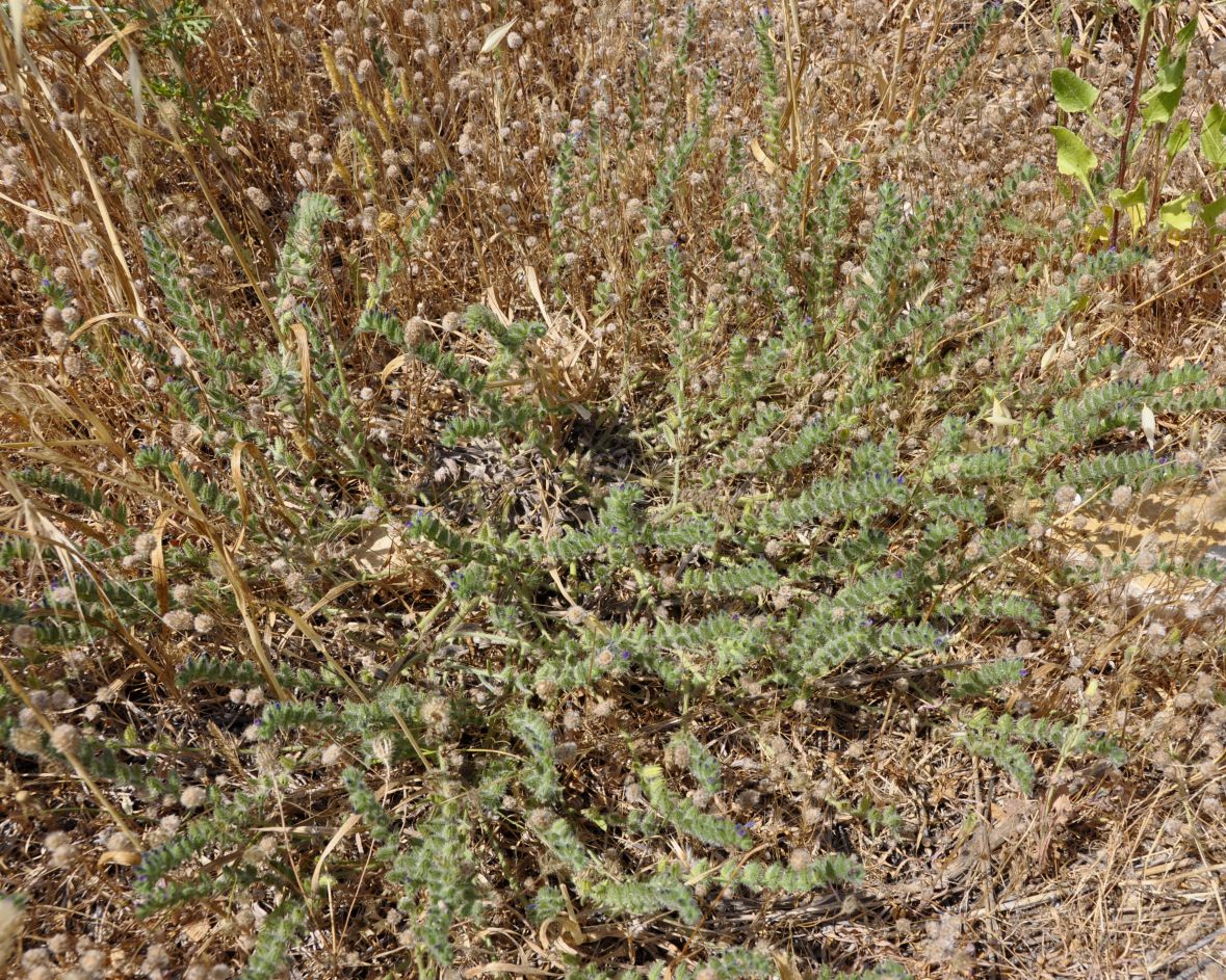 Изображение особи семейство Boraginaceae.