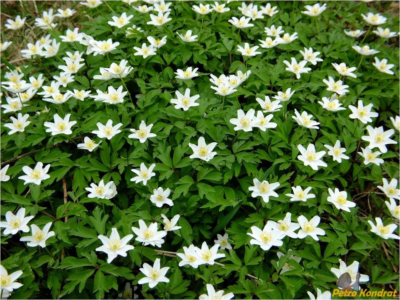 Image of Anemone nemorosa specimen.