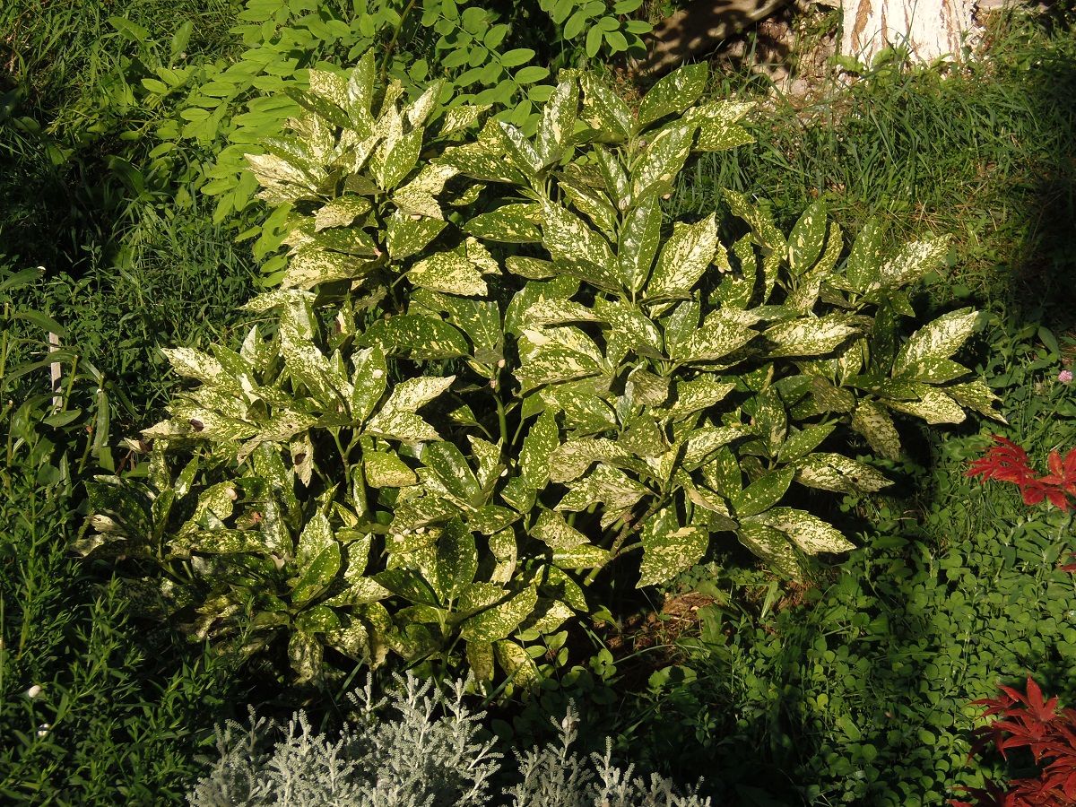 Image of Aucuba japonica specimen.