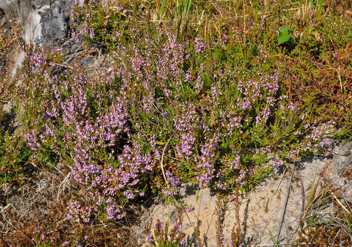 Image of Calluna vulgaris specimen.