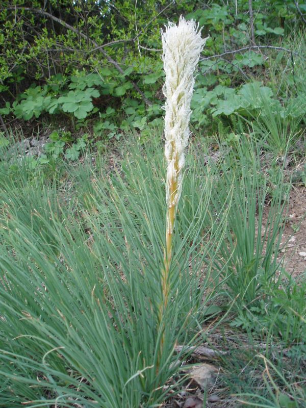 Image of Asphodeline taurica specimen.