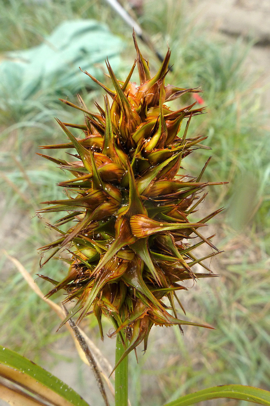 Изображение особи Carex macrocephala.