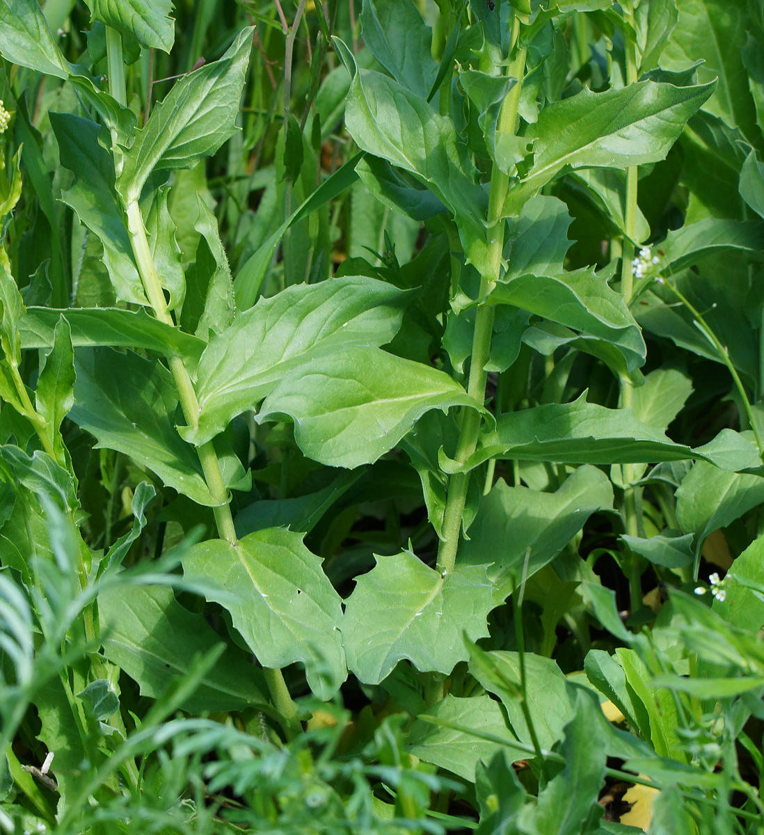 Image of Cardaria draba specimen.