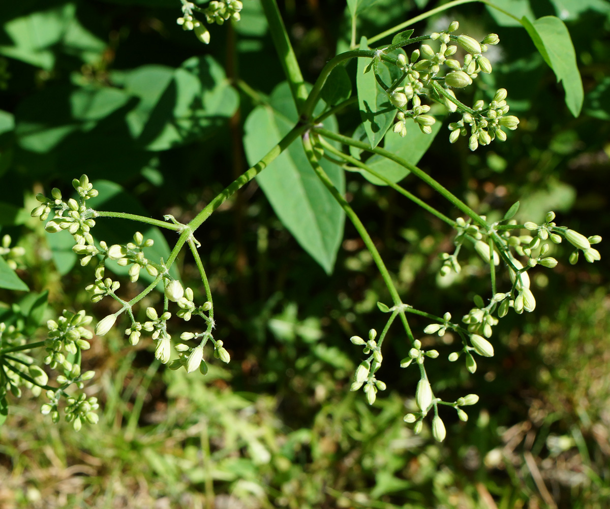 Image of Clematis lathyrifolia specimen.