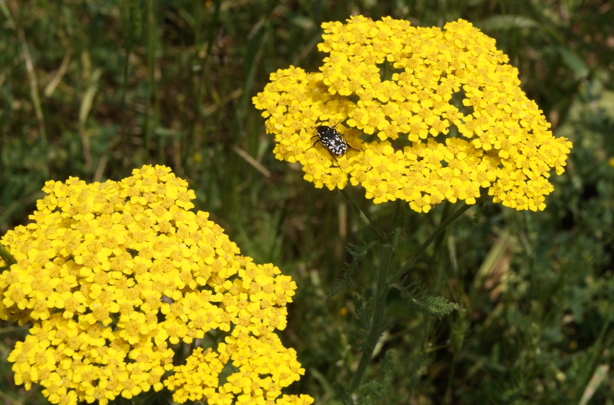 Image of Achillea arabica specimen.