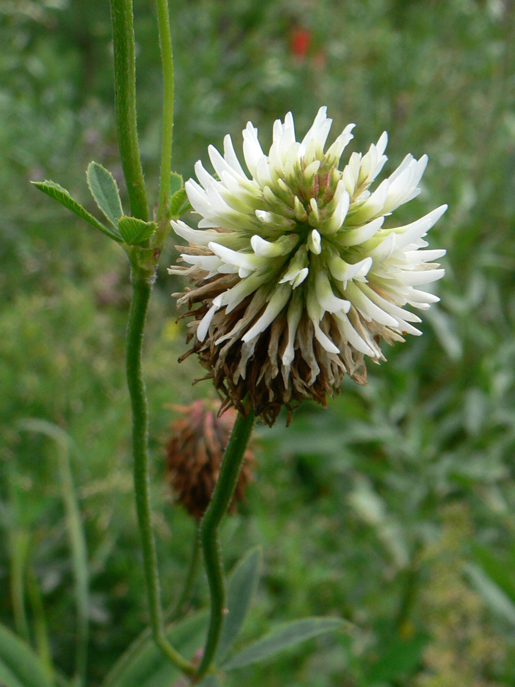 Image of Trifolium montanum specimen.